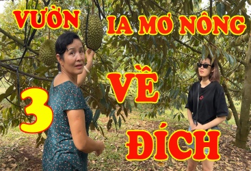 KẾT QUẢ VƯỜN SỬ DỤNG PHƯƠNG PHÁP ÉM ĐỌT - VƯỜN ANH CHIẾN IA MƠ NÔNG - CHƯPĂH - GIA LAI - PHẦN 3-2023